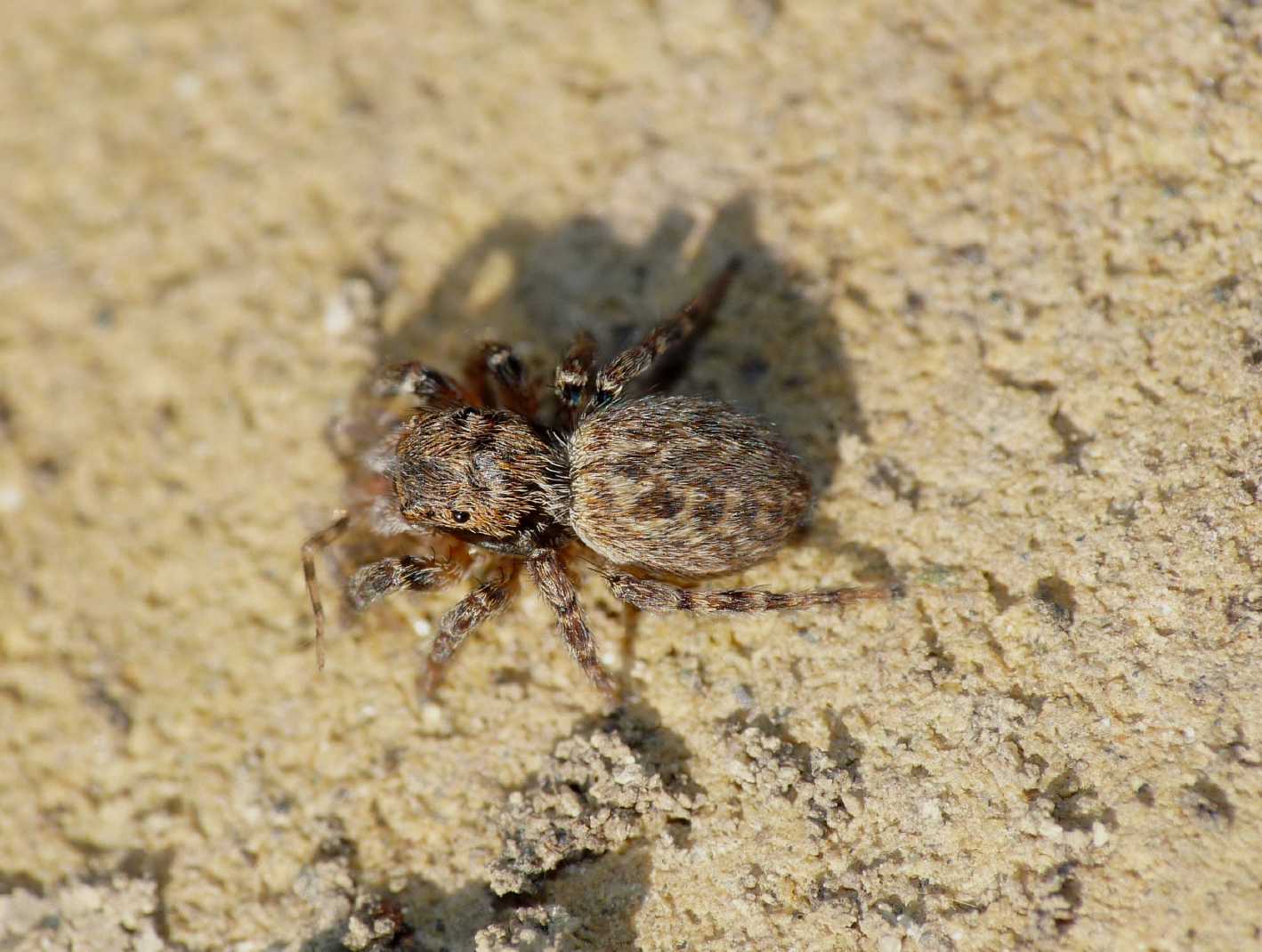 Euophrys sp.